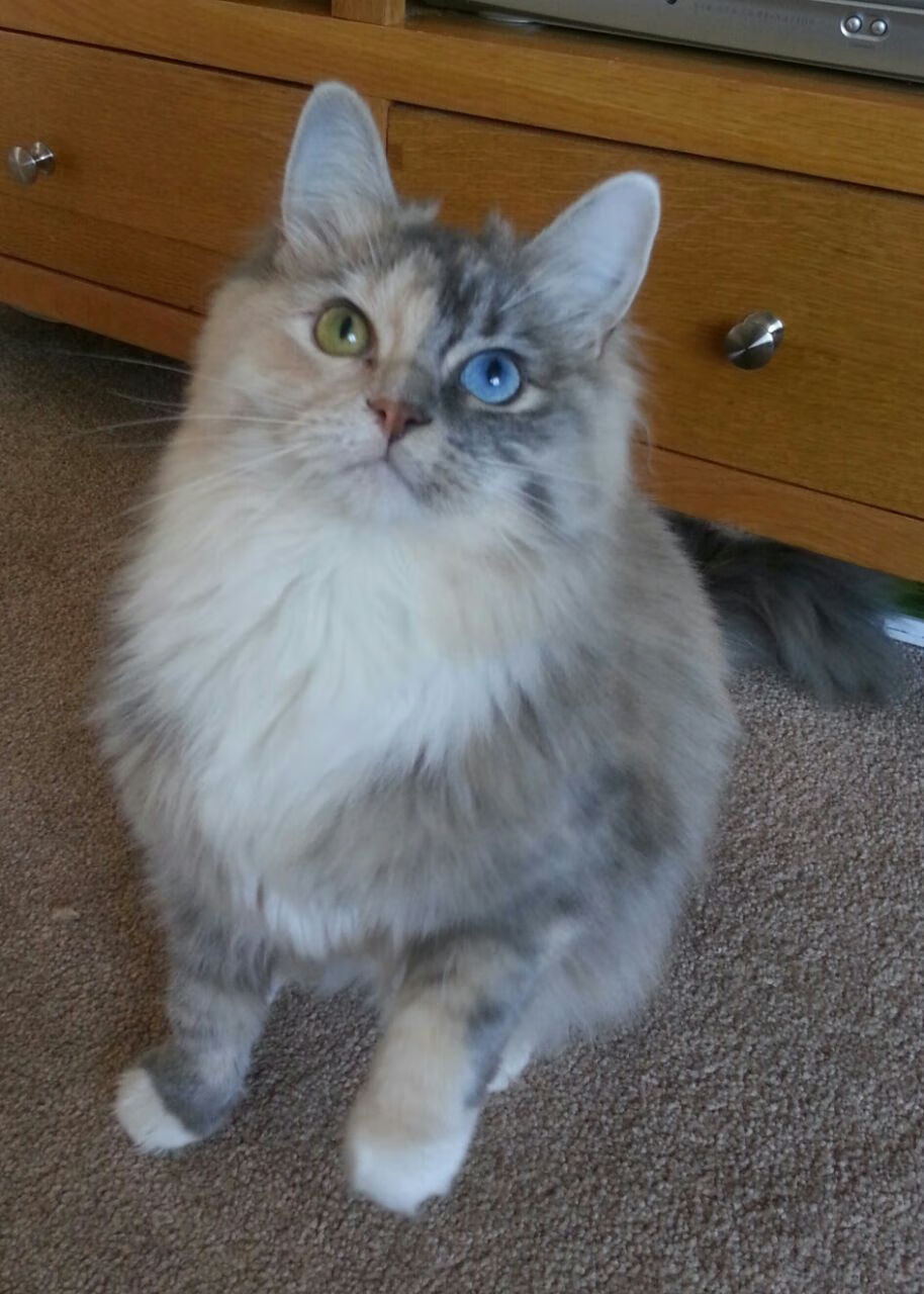 跨界对决，王皓以乒乓神技助英格兰队轻取波兰