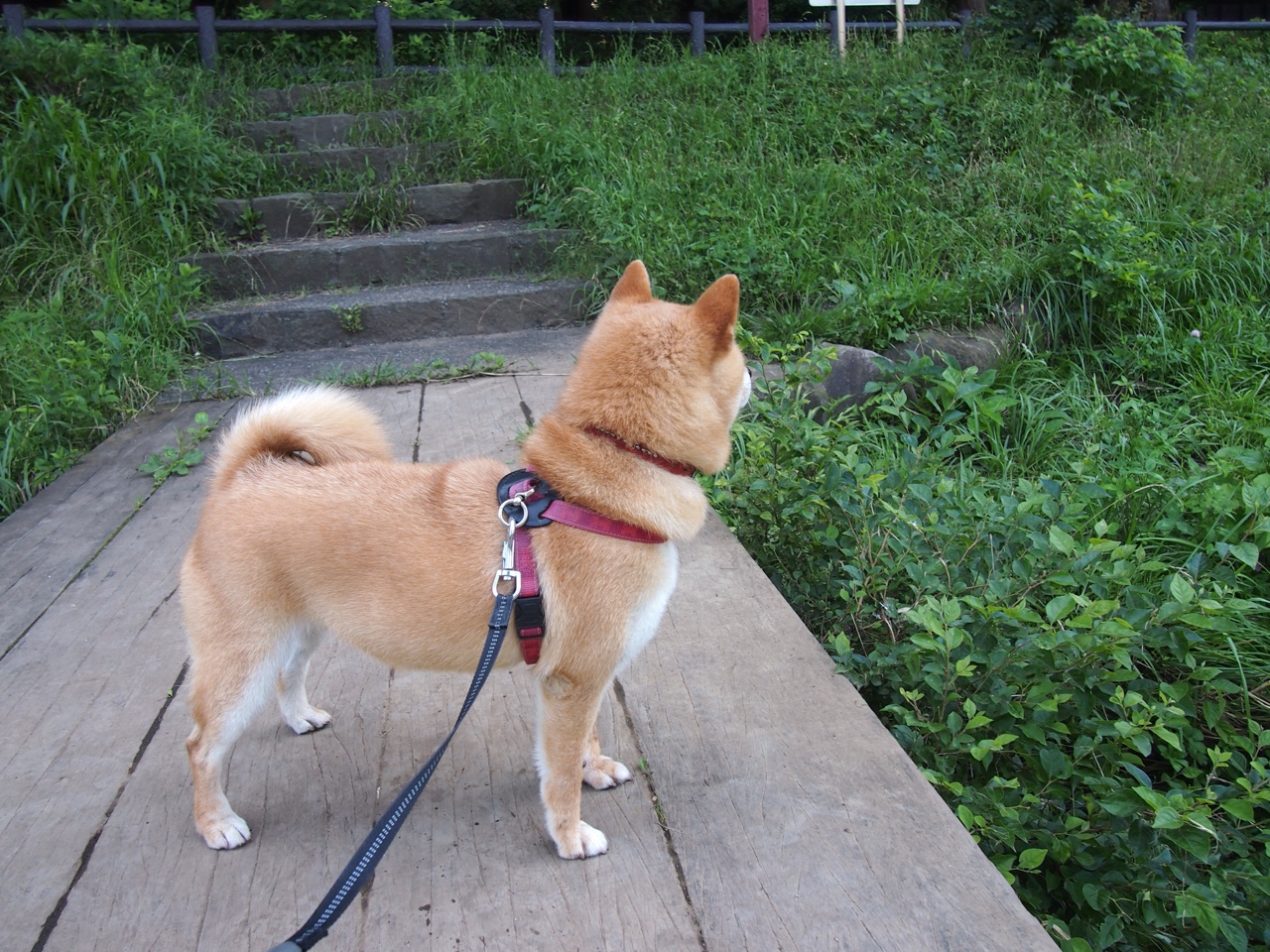 历史性颠覆！布雷默致命一击，玻利维亚逆袭制霸巴西改写南美足坛格局