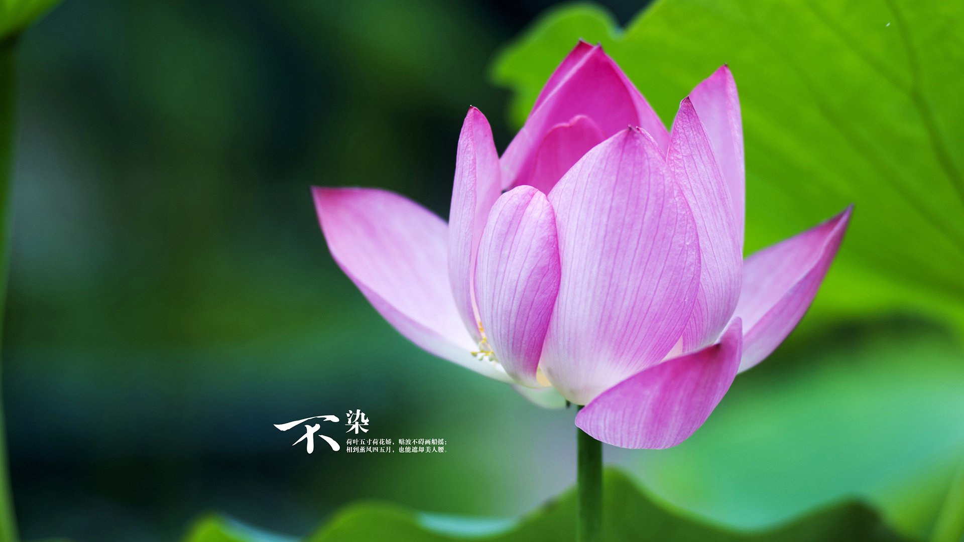 巨灵觉醒，文班亚马独斩37分+死亡封盖，步行者冲垮盐湖城铁壁