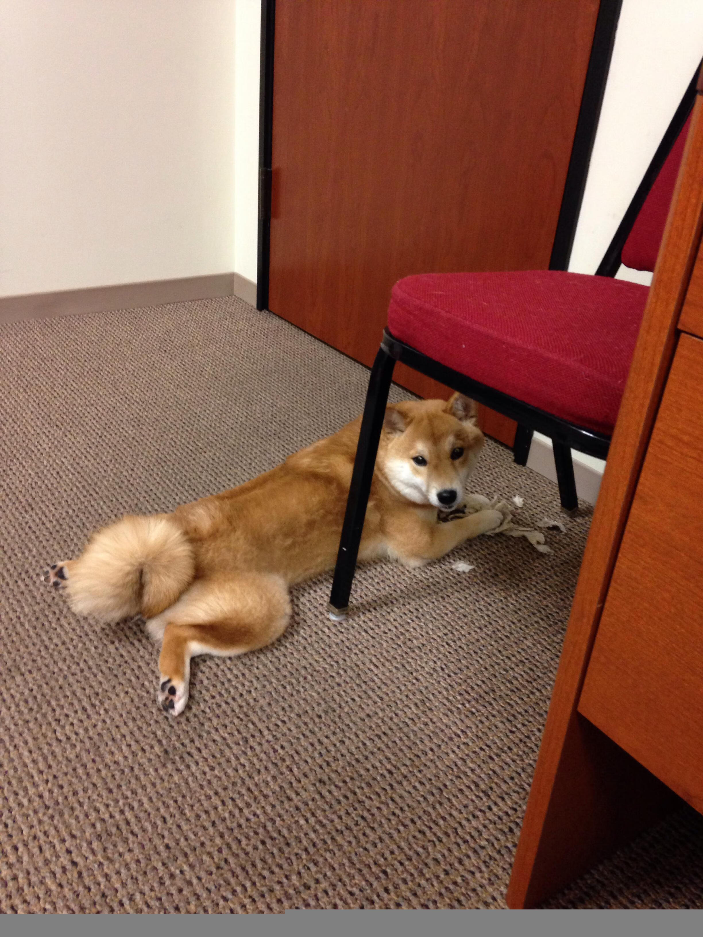 当班凯罗成为磁极，太阳的集体热能如何吞噬猛龙的钢铁丛林？