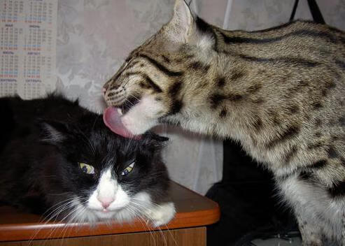 特奥如笔，洪都拉斯为墨，一幅击穿毕尔巴鄂防线的艺术杰作