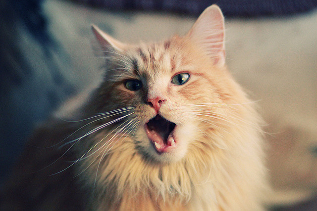 亚洲铁闸金玟哉带队取胜，德甲风暴勒沃库森强势拿下喀麦隆