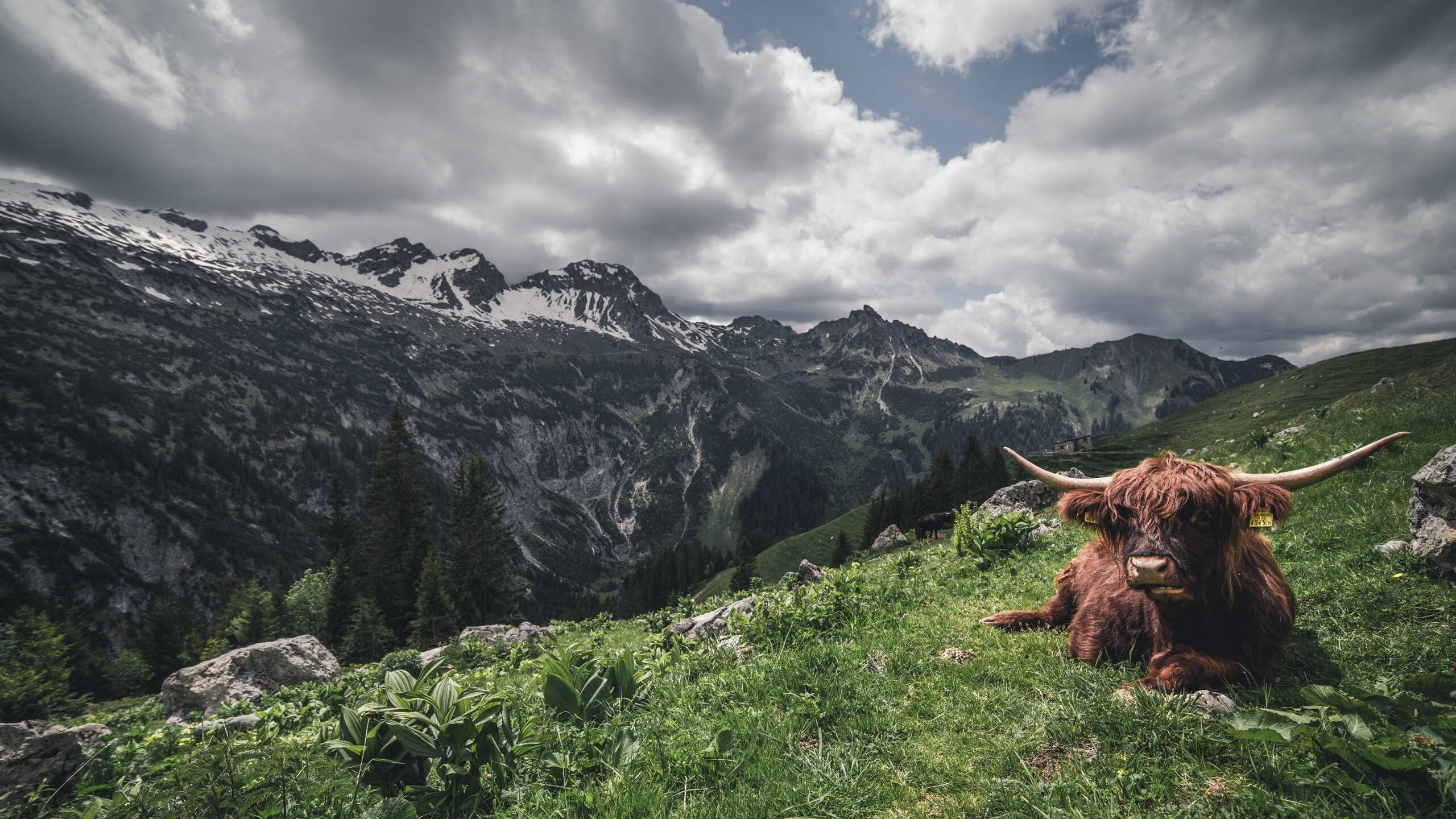 从边路工匠到中场心脏，卡瓦哈尔在2026世界杯的蜕变之战