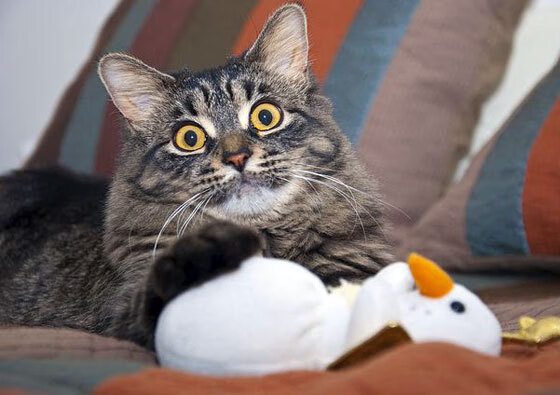 冰封与焰火,当沉默者成为抢七之夜的唯一答案