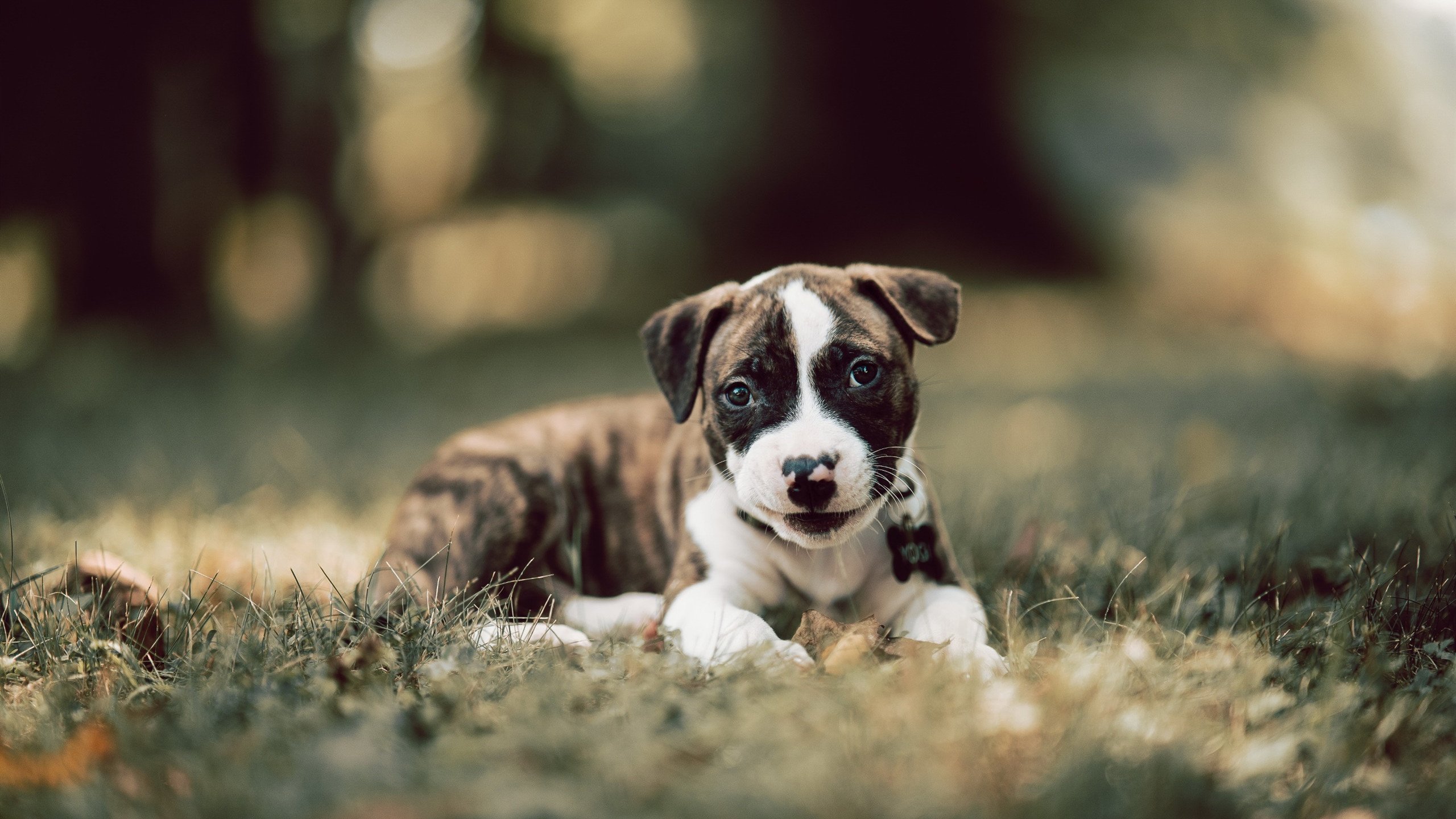 C罗神勇连击定乾坤,韩国坚韧克加纳展雄风