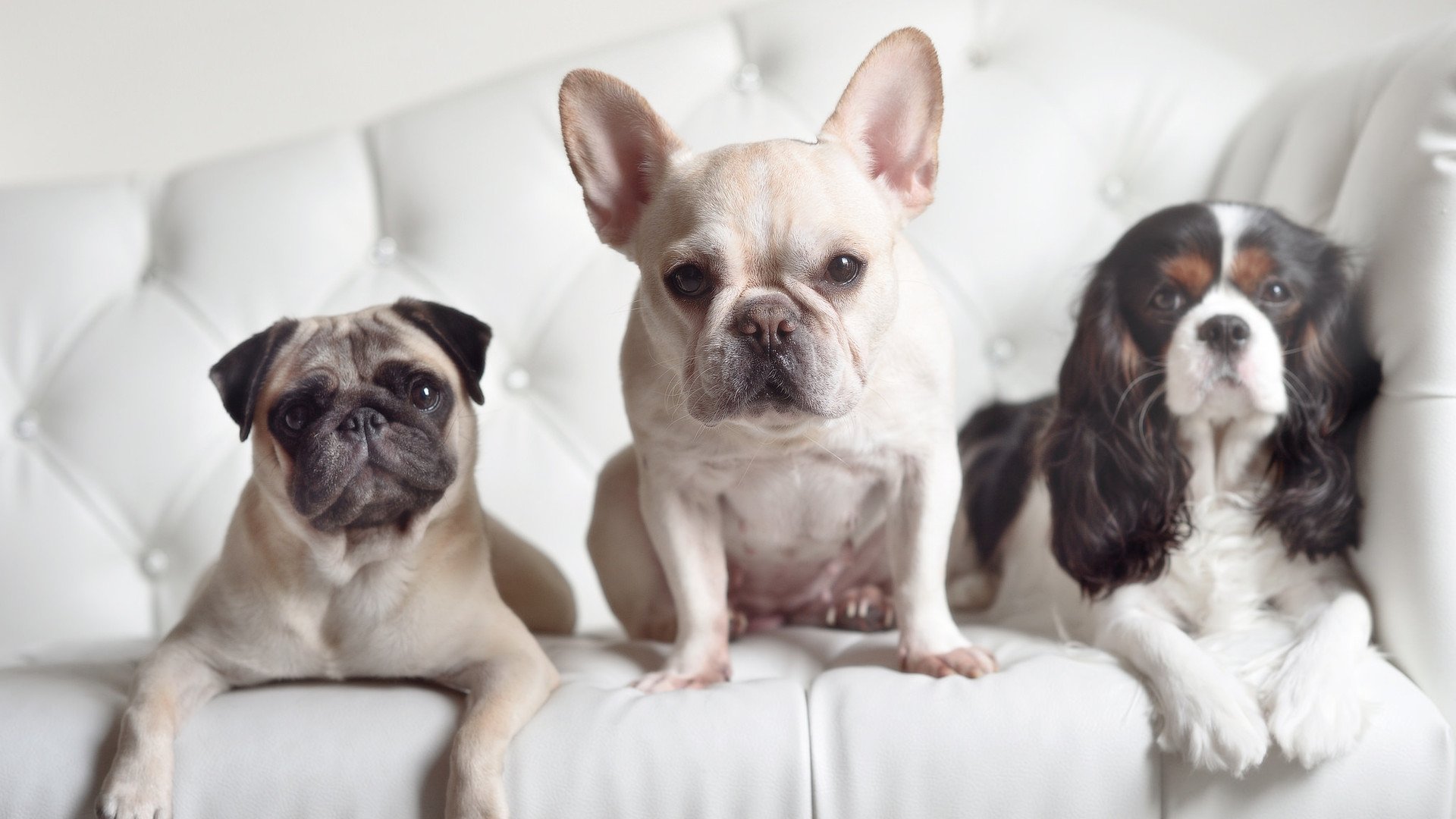 绝杀英雄!昔日冠军陷落,基耶萨一箭定乾坤,书写蓝衣军团新传奇