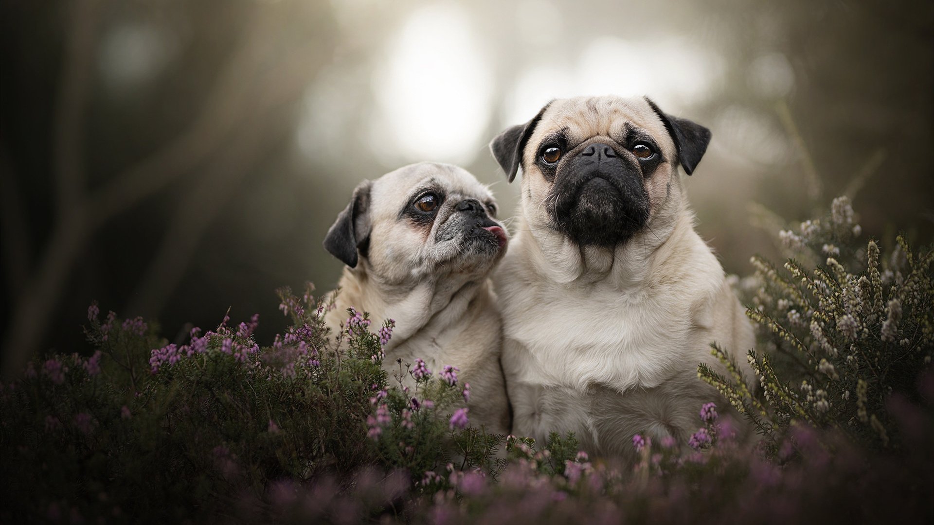 温布利的咏叹调，当罗德里在末节按下静音键