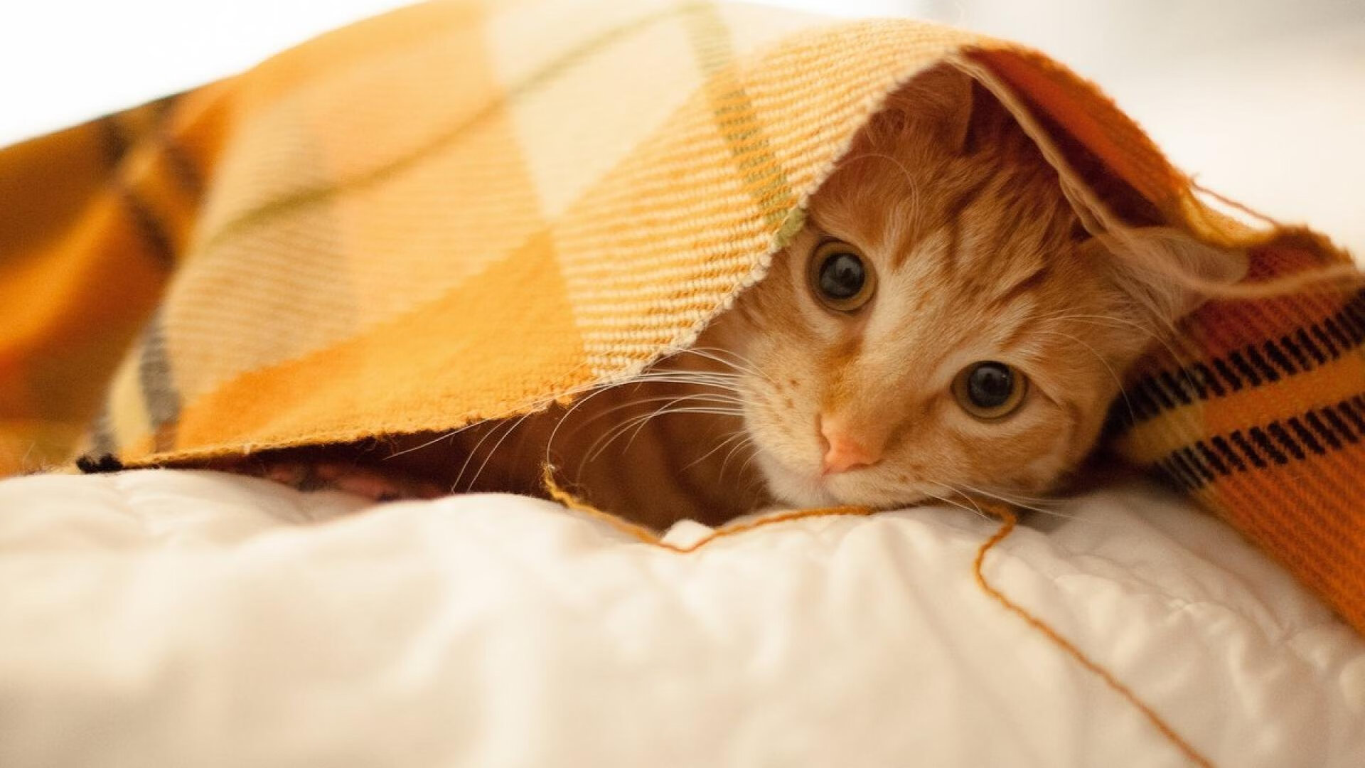 断剑与新刃，当萨内一锤定音，美利坚提前了结宿命