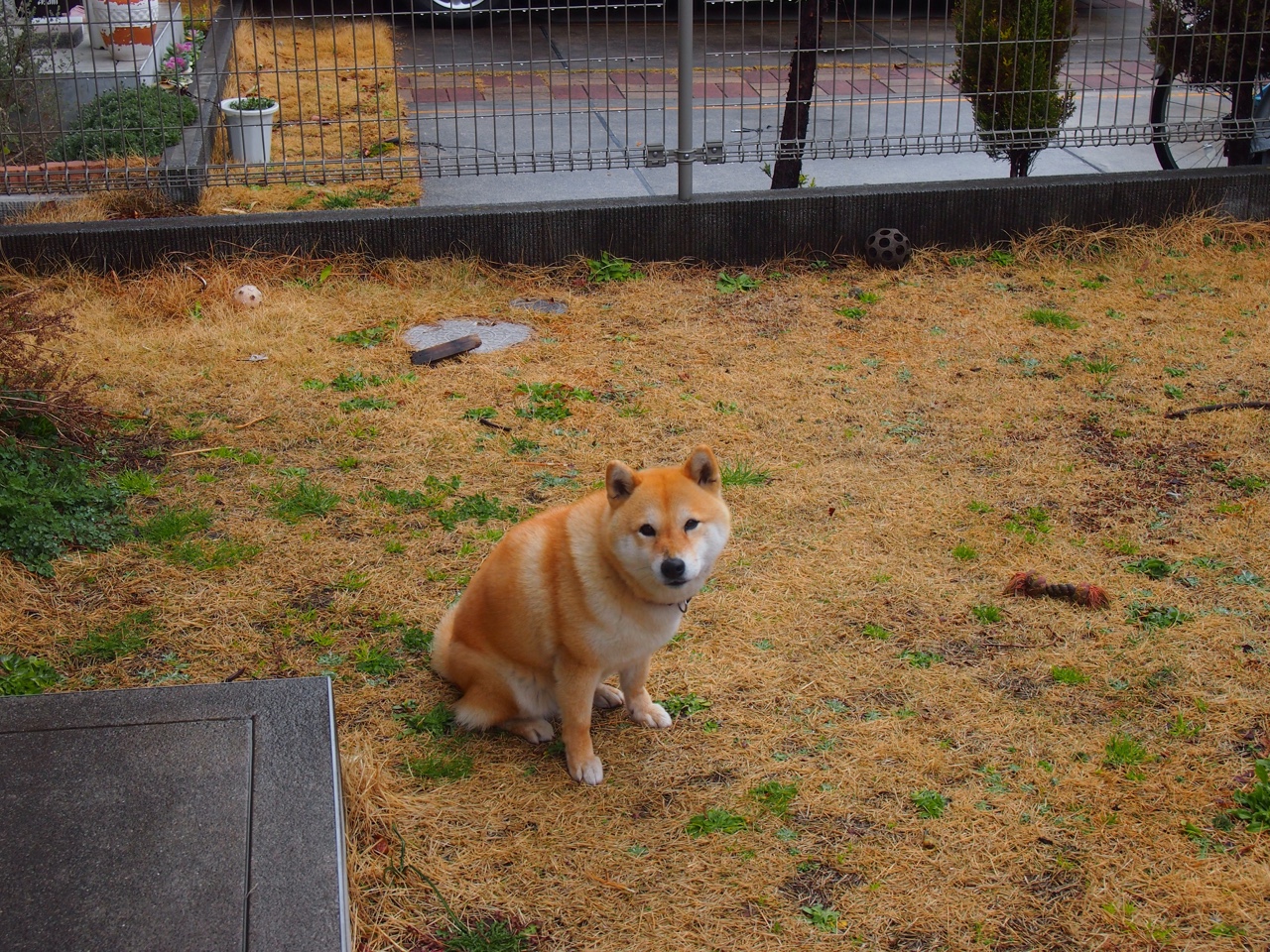 极速与专注，F1年度争冠之夜与塔图姆的稳定输出哲学