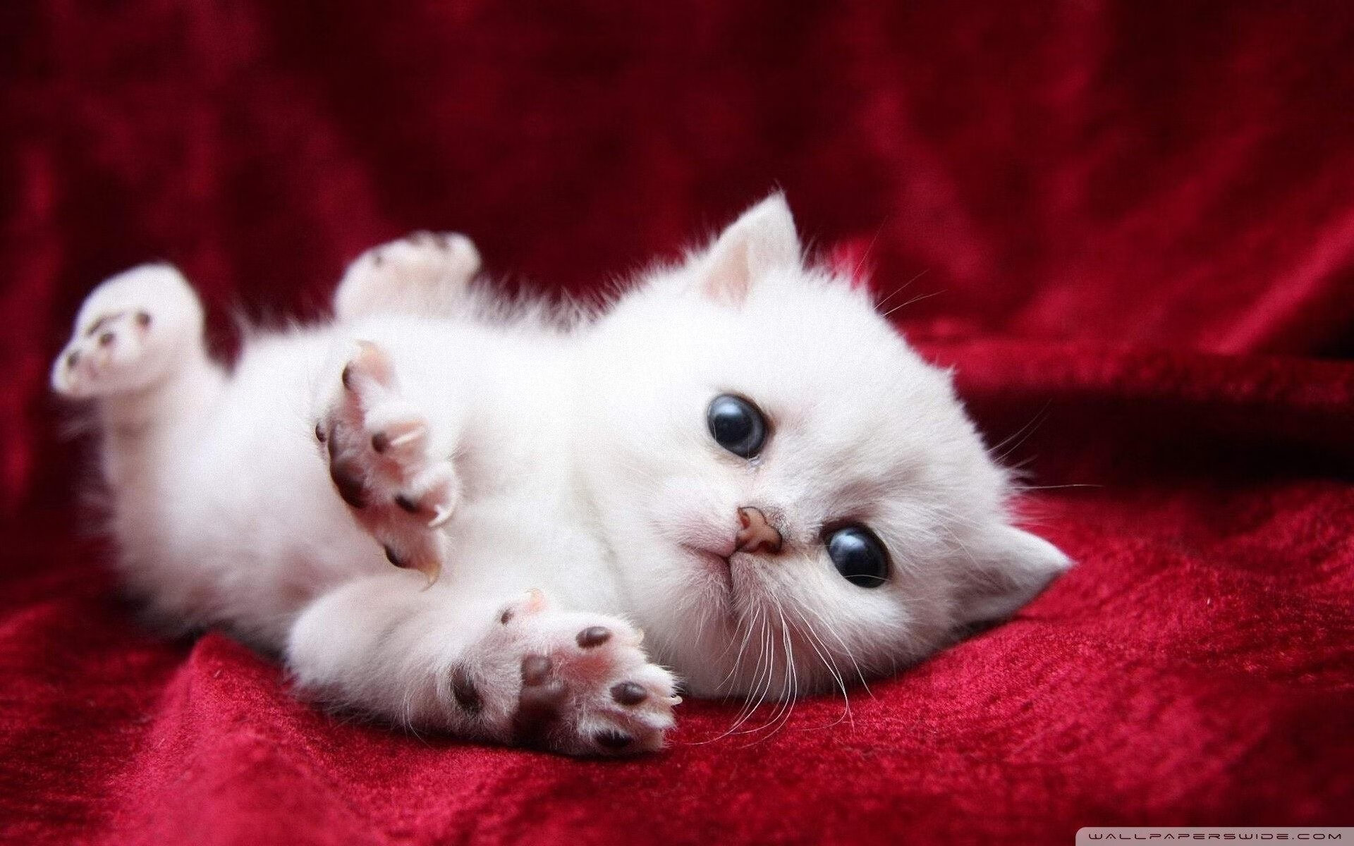 狭路相逢，世界排名争夺战焦点战，太阳连续得分压制湖人